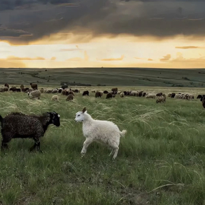 梦实香苗三部曲是哪三样东西
