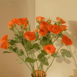 找老阿姨来泻火
