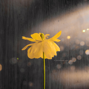 在线免费观看黄91
