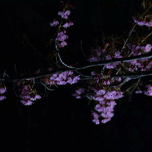 沙月文乃经典之作义父
